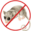 Possum Removal Ringwood